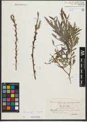 Foto von Salix purpurea L. x Salix viminalis L.